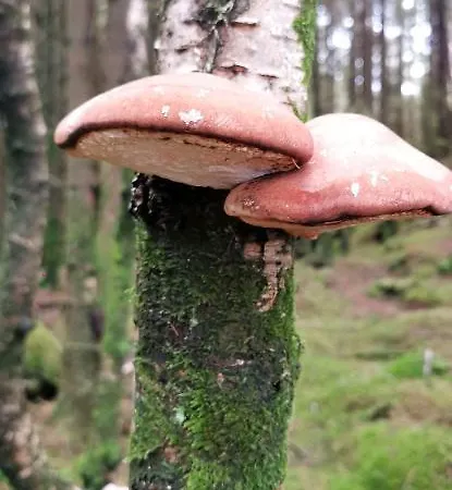 Utsikten *